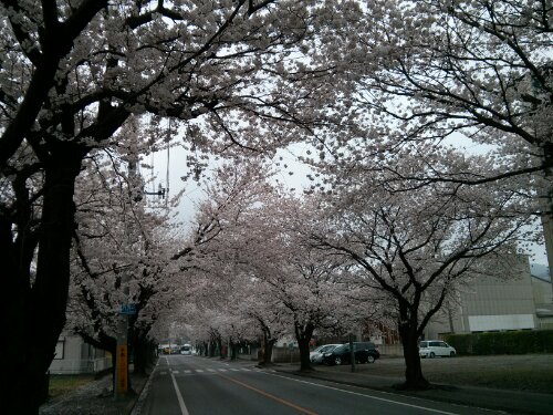 大平の桜